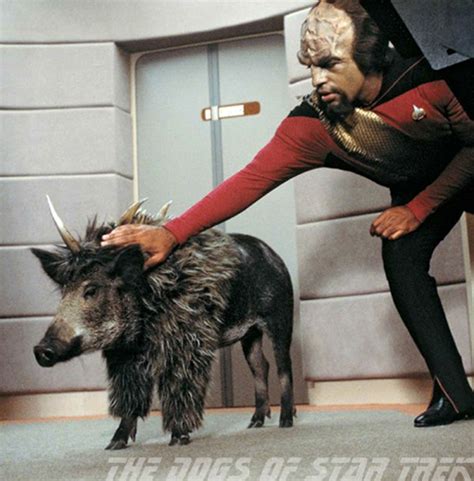 The Dogs of Star Trek - Miles & Emma