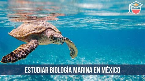 Dónde estudiar la carrera de Biología Marina Universidades en México