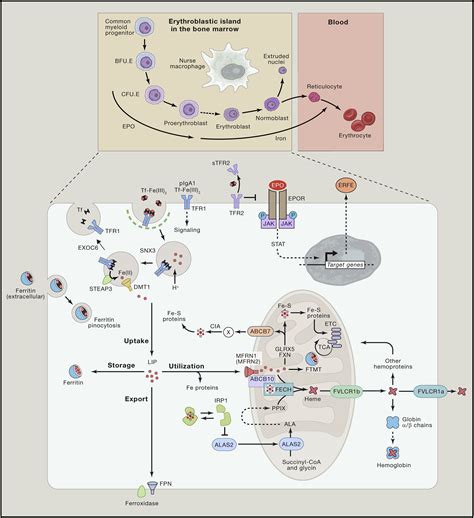 A Red Carpet For Iron Metabolism Cell