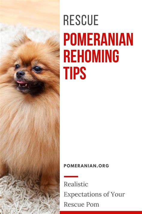 Pomeranian Puppy Uglies Before And After Moon Hoffmann