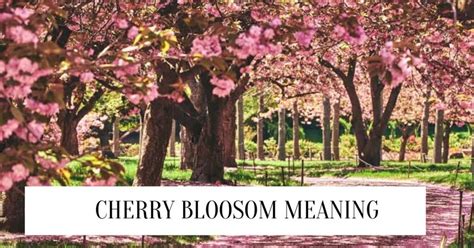 Cherry Blossom Meaning And Symbolism (2025)