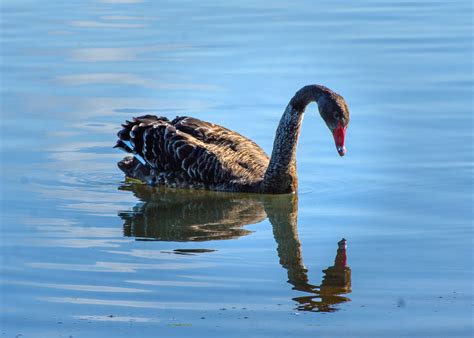 Black Swan Pegasus Lake New Zealand Dannie Armstrong Flickr