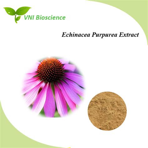 Kosher Halal Certified Natural Echinacea Purpurea Extract China