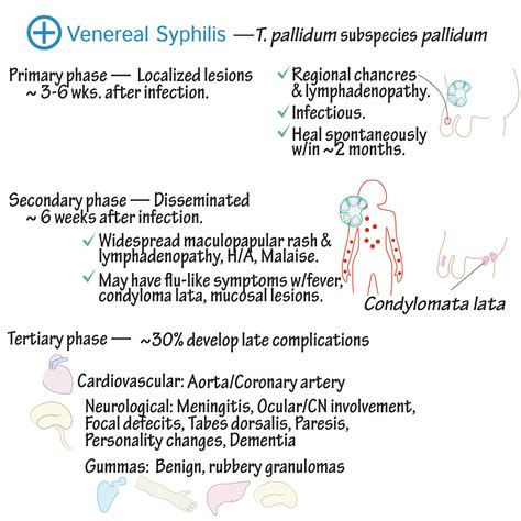 Immunology/Microbiology Glossary: Treponemas (Syphillis) | Draw It to ...