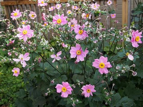 Anemone X Hybrida Japanese Anemone North Carolina Extension