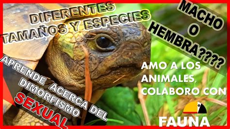 Como Saber Si Mi Tortuga Es Macho O Hembra Aprende Las