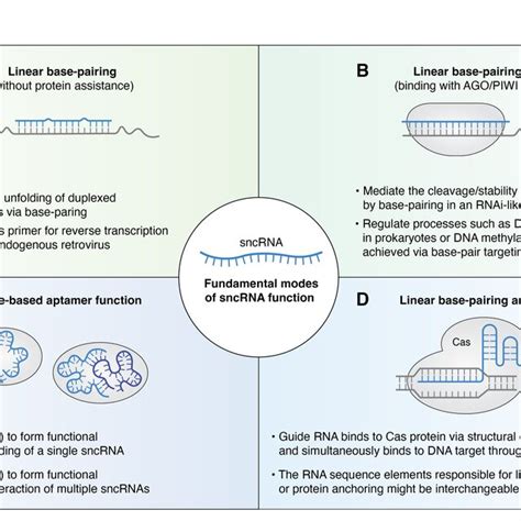 Different modes of sncRNA function, using linear base-pairing, 3D ...