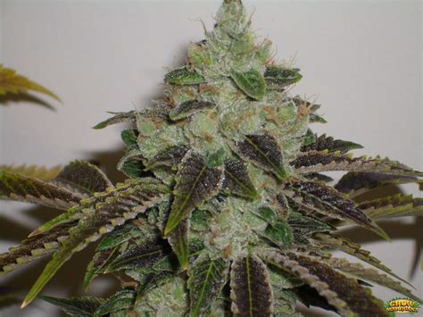 Shiva Marijuana Seeds - Strain Review | Grow-Marijuana.com