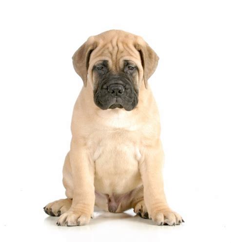 ᐈ Mini Mastiff Puppies Stock Photos Royalty Free Mini Mastiff Images