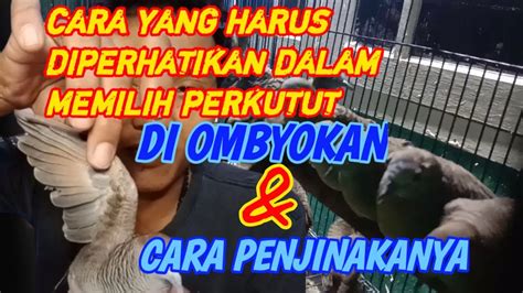 Cara Memilih Perkutut Di Ombyokan Dan Menjinakanya Youtube