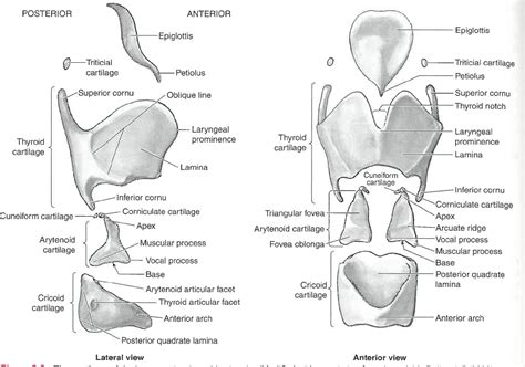 Arytenoid Cartilage Muscular Process