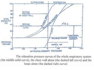 Alveolar Stability PPT