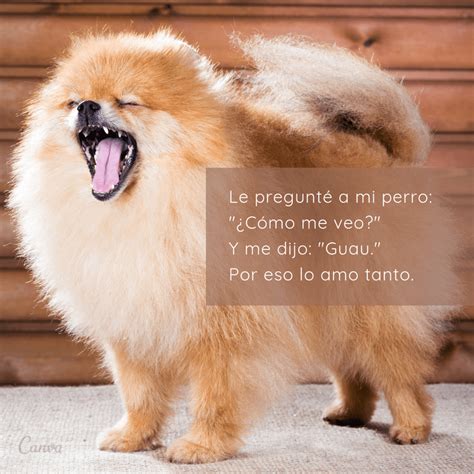 Frases chistosas para hacer reír a tus seres queridos Canva