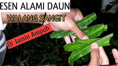 Di Jamin Ampuh Cara Membuat Essen Alami Dari Daun Walang Sangit Untuk