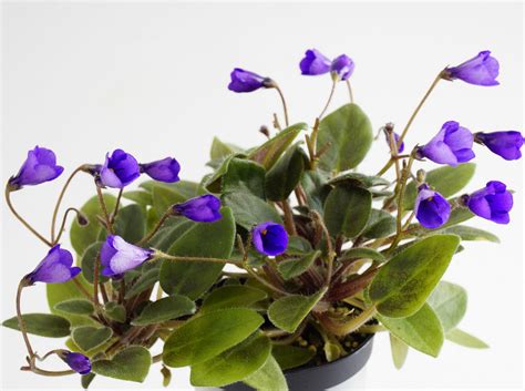 Vallarta Campanas Moradas G Beck — African Violet Collection