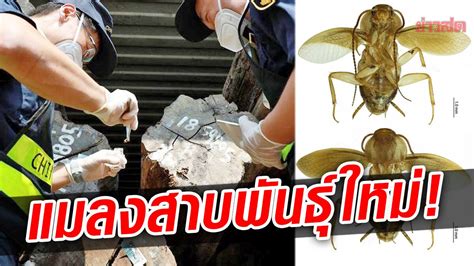 ผลตรวจชี้ “แมลงสาบ” ซุกไม้ซุงจากเฟรนช์เกียนา เป็นพันธุ์ใหม่โยงตระกูลละ