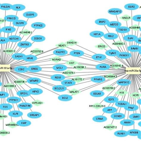 Data Integration Of The LncRNAmiRNAmRNA Networks Related To