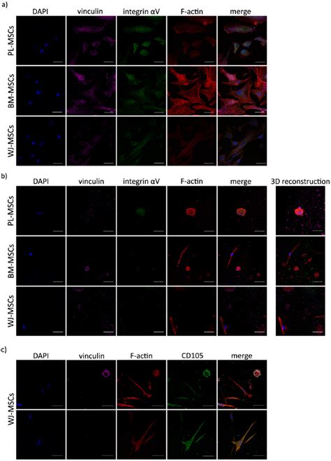 Presence of integrin αV in MSCs cultured in 3D fibrin hydrogel and 2D