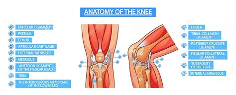 Vector Anatomy Of The Knee Joint Infographic Poster Showcasing