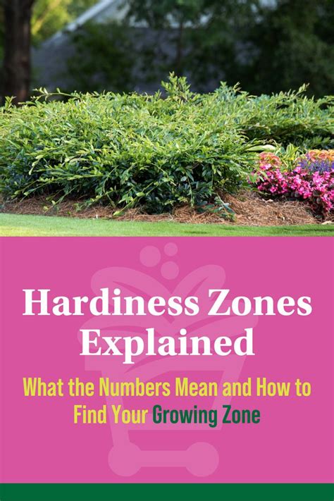 Hardiness Zones Explained What The Numbers Mean And How To Find Your Growing Zone In 2023