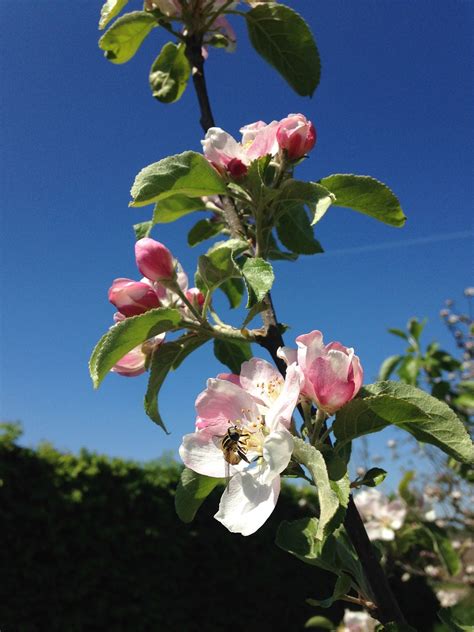 Apple Blossom Tree White - Free photo on Pixabay - Pixabay