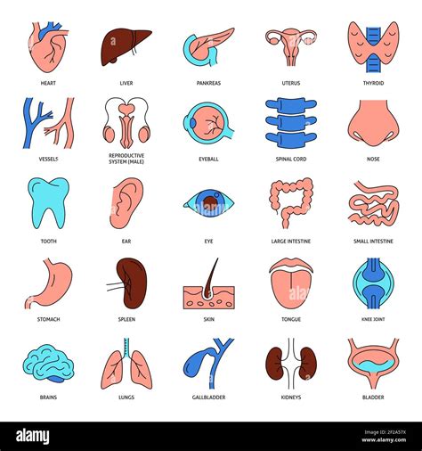 Human Organs Icon Set In Colored Line Style Anatomy Symbols Collection