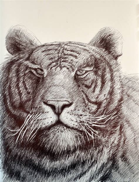 Tiger Stripes Drawing by Rick Hansen | Saatchi Art