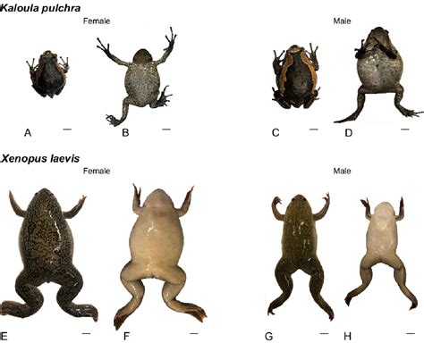 Figure 1 From Sex Determination In Two Species Of Anuran Amphibians By