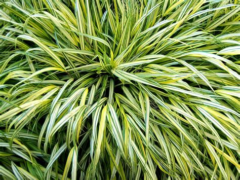 Japanese Forest Grass Plant Care Growing Guide Plantly