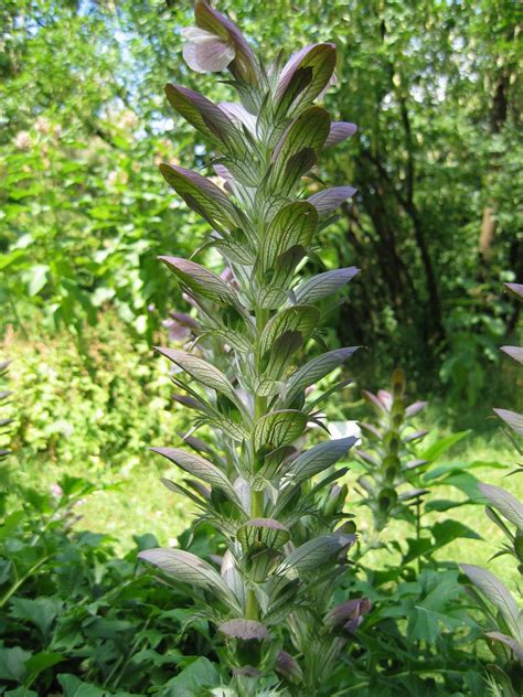 Garten Navi Wahrer B Renklau Acanthus Mollis