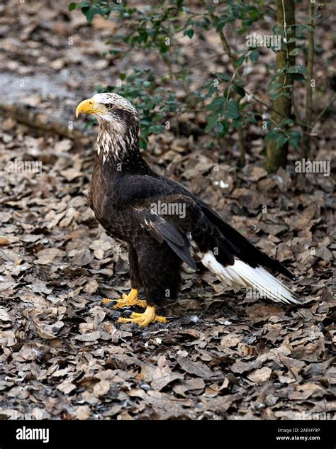 Bald Eagle Juvenile bird close-up profile view displaying feathers ...