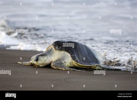 The Arrival Of One Olive Ridley Sea Turtle Lepidochelys Olivacea At