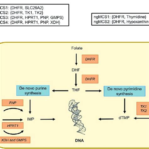 Predicted Synthetic Lethals Involving Dhfr With Thymidine And