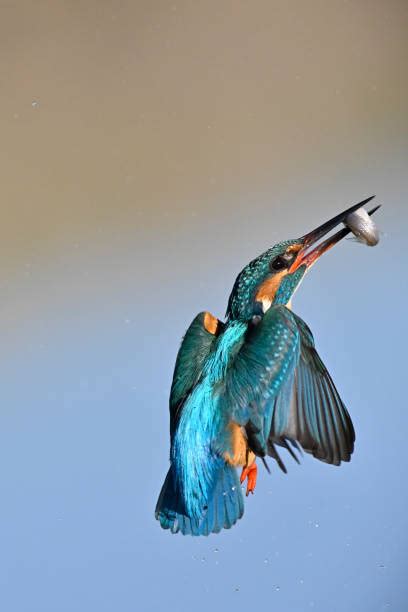 Kingfisher In Flight Stock Photos, Pictures & Royalty-Free Images - iStock