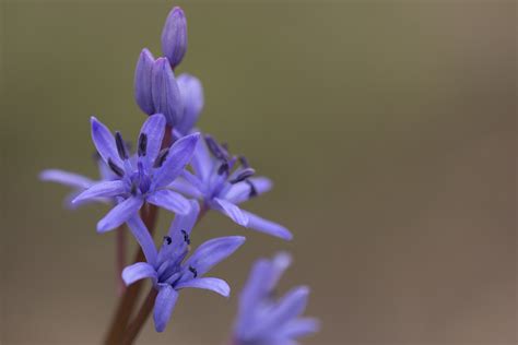 cebulica dwulistna Rzadkie i zagrożone rośliny