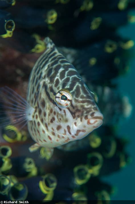 Photographing Reef Fish