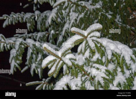 Tree Under Snow Hi Res Stock Photography And Images Alamy