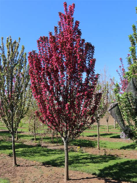 Raspberry Spear Crabapple J Frank Schmidt Son Co