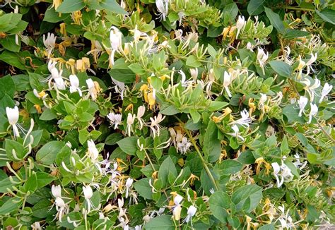 Japanse Kamperfoelie Lonicera Japonica Hall S Prolific