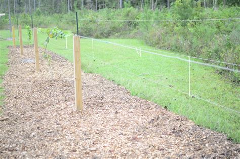 How to Build a Grape Trellis - The Kitchen Garten