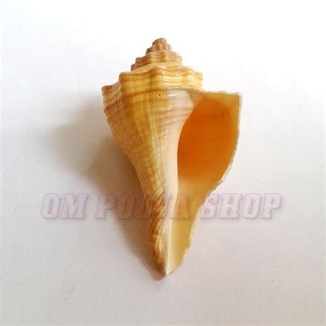 Small Puja Shankh Buy online Laghu Shankha from India