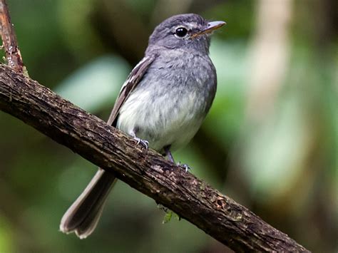 Gray Breasted Flycatcher Ebird