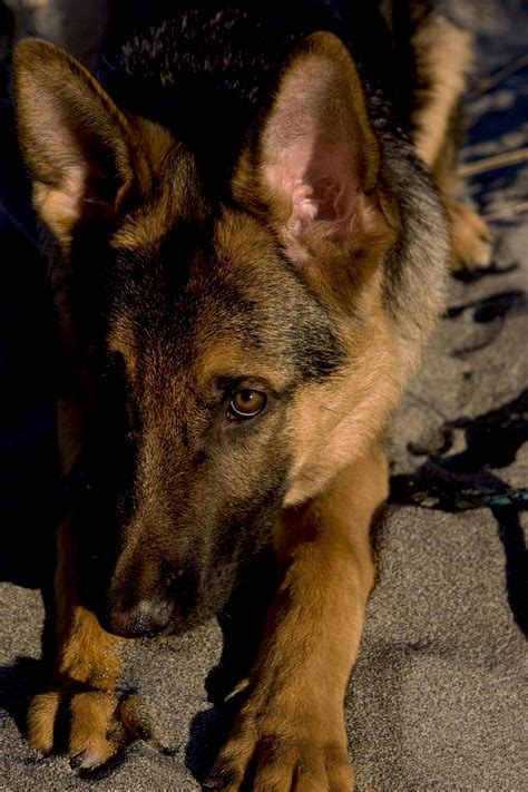 German Shepherd Dog / Alsatian (Canis Lupis Familiaris) [OC] [2100x3149