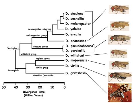 46 Drosophila Genetics Ideas Genetics Fruit Flies Microscopic Photography