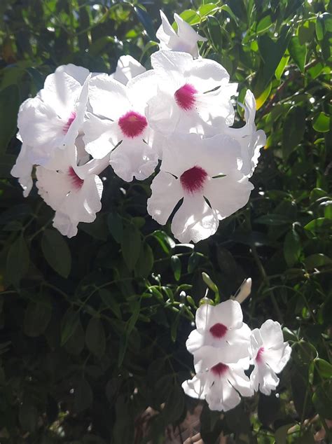 Pandorea Jasminoides Bower Vine Port De Soller Majorca Flickr