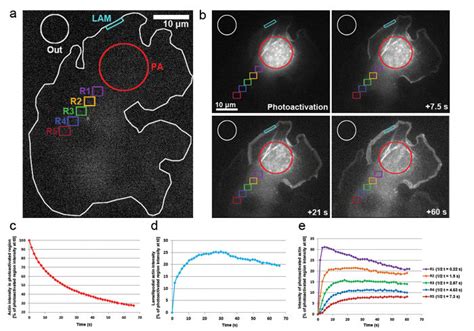 Photoactivation Of Pa Gfp Actin For Monomer Tracking Throughout The