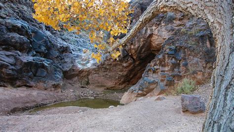 Thirsty Tree Photograph By Larry Kniskern Pixels