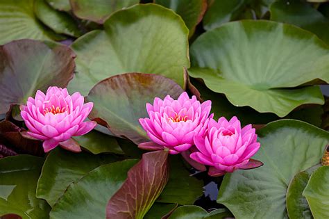 Free Picture Horticulture Flora Leaf Flower Lotus Nature Summer