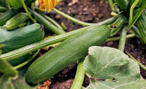 Cultivar Calabacines En Una Maceta Bellota Digital