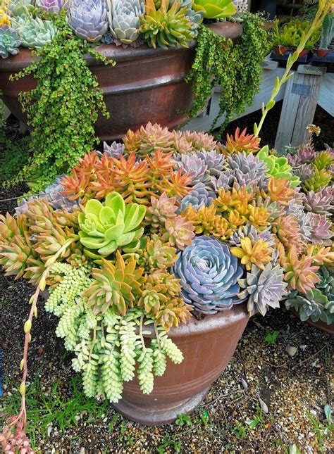 Colorful Succulent Arrangement Planting Succulents Colorful Succulents Succulent Arrangements